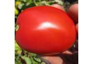 Пьетра Росса F1 - томат детерминантный, 25 000 семян, Clause (Клоз), Франция фото, цена